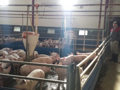 Uzgoj svinja na gospodarstvu Knežević