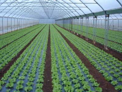 Uzgoj zelene salate u plasteniku