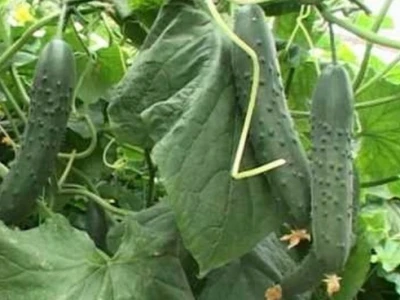 Krastavci u plasteniku