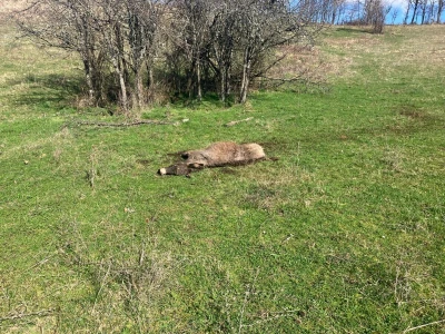 Uznemirujuće! Vukovi rastrgali šest magaraca