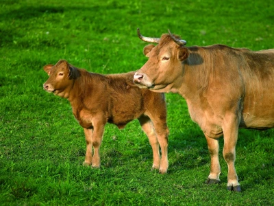 Vaca Gallega – Buey Gallego