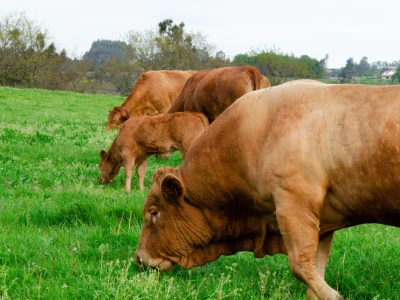 Vaca Gallega – Buey Gallego