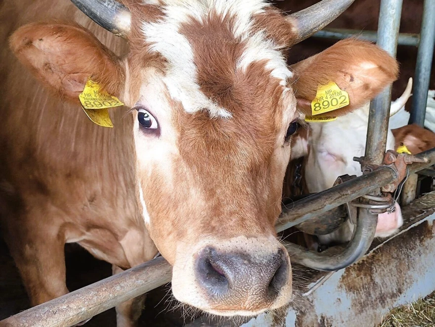 Krave simentalke 