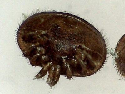 Varoa