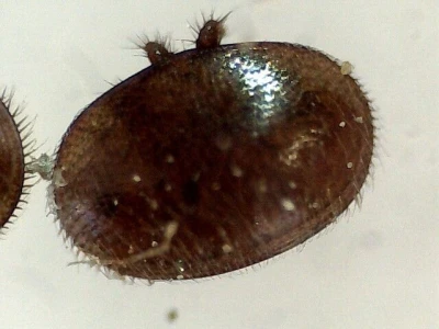 Varoa