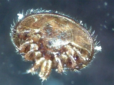 Varoa