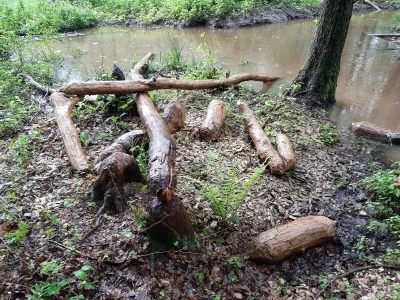 Važnost dabra u ekosustavu
