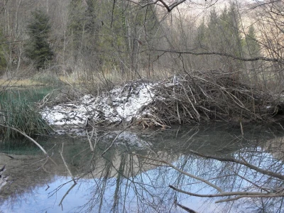 Važnost dabra u ekosustavu