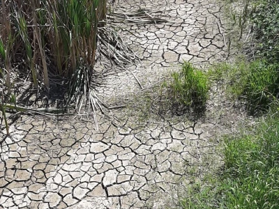 Važnost dabra u ekosustavu