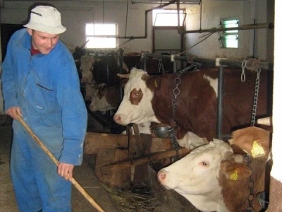 Staja s kravama
