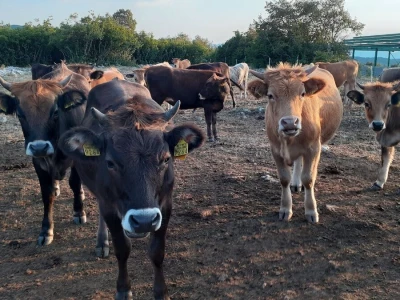 Veterinarski prijepor na Udbini