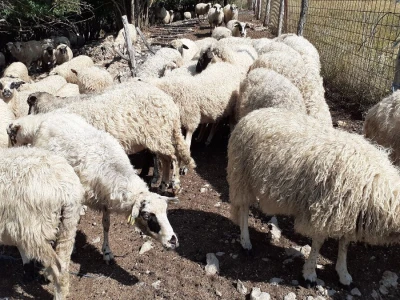 Veterinarski prijepor na Udbini