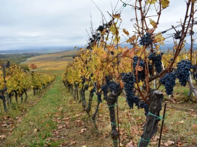 Vetovo vinogradi