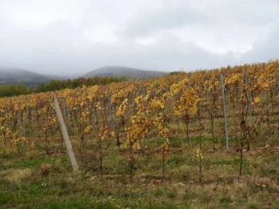 Vetovo vinogradi