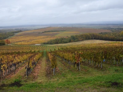 Vetovo vinogradi