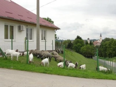 Ovčarski i kozarski praktikum