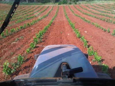 Vinograde postepeno proširuju