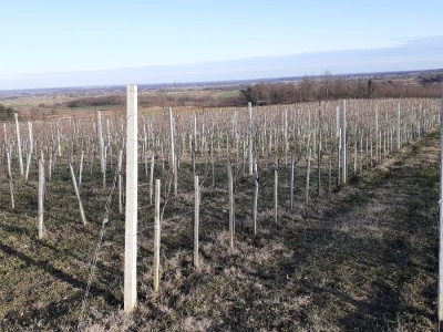 Vina Chresno