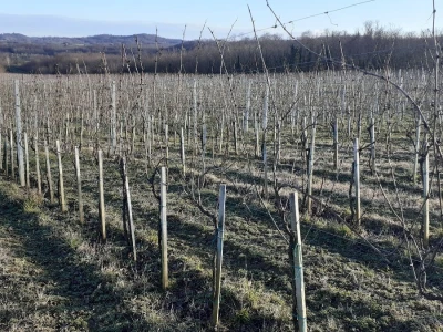 Vina Chresno