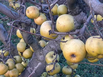 Vina Chresno