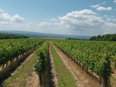 Vina Pavlović