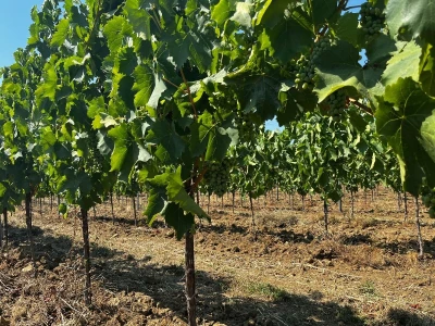 Vina Rossi