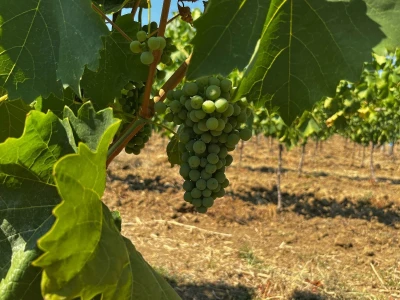 Vina Rossi
