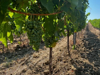 Vina Rossi