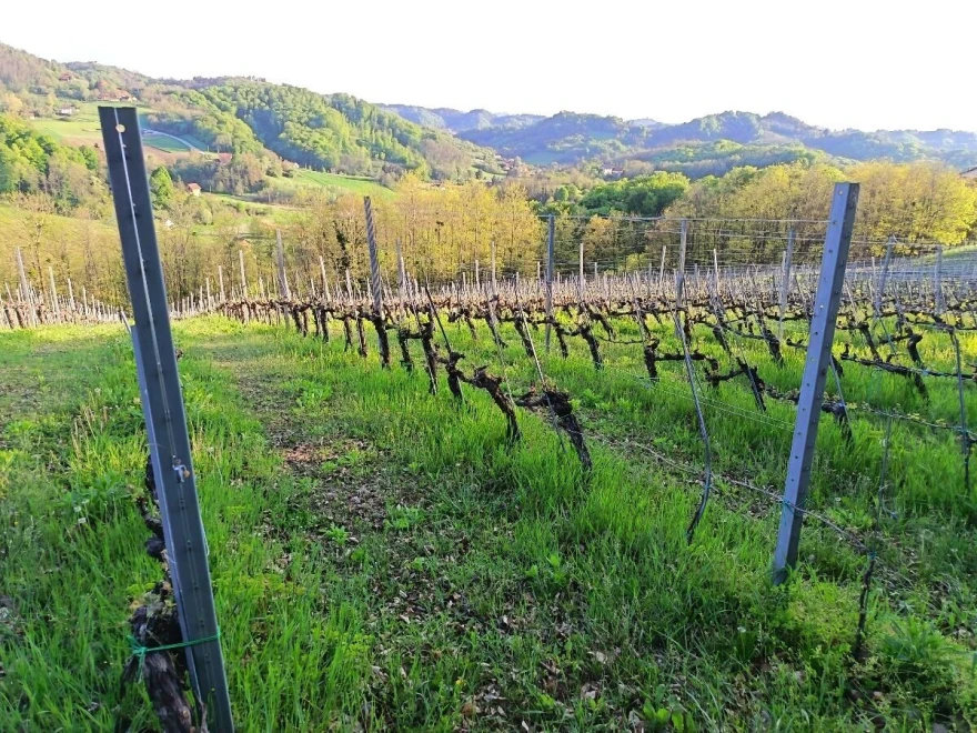Vinograd položaj