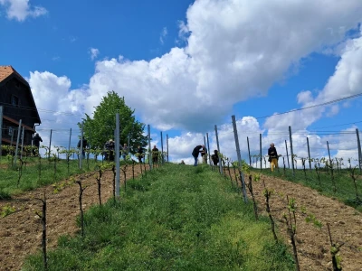 Vinarija Bolfan Vinski
