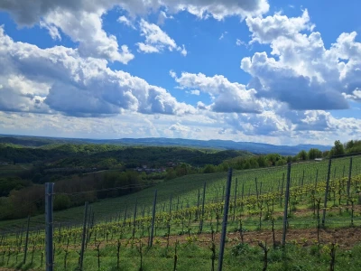 Vinarija Bolfan Vinski
