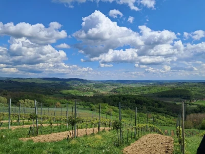 Vinarija Bolfan Vinski