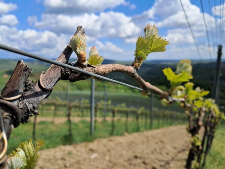 vina bolfan