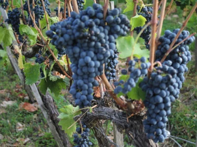 Vinarija Brzica i Hotel Vinotel