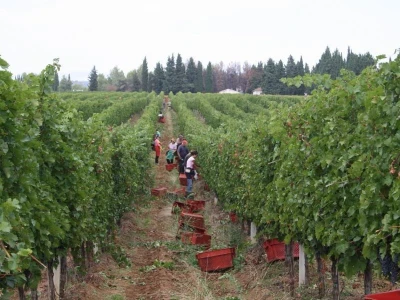 Vinarija Čitluk