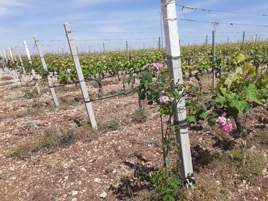 Novi vinogradi
