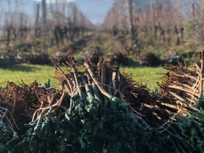 Vinarija Grabovac