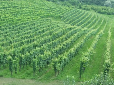 Vinarija Jagunić