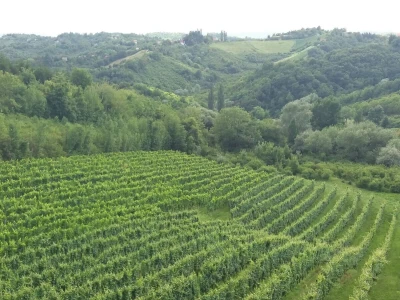 Vinarija Jagunić