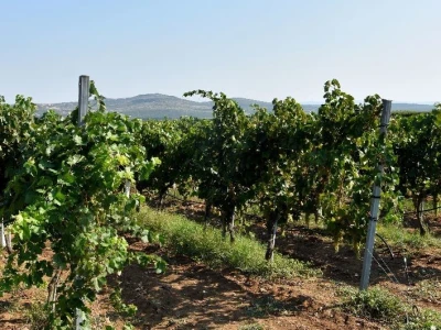 Vinarija JOKIĆ