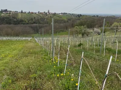 Vinarija Košćak