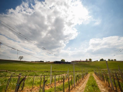 Vinarija Kostanjevec