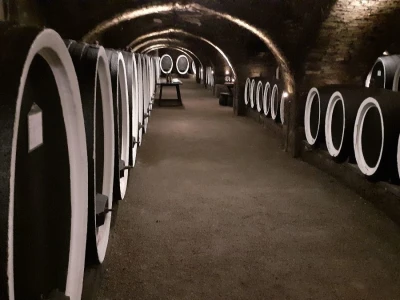 Vinarija Kutjevo - berba grožđa