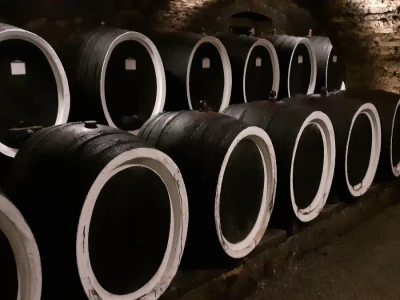Vinarija Kutjevo - berba grožđa