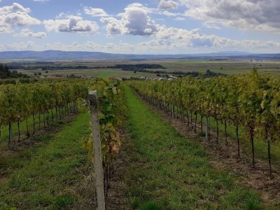 Vinarija Kutjevo - berba grožđa