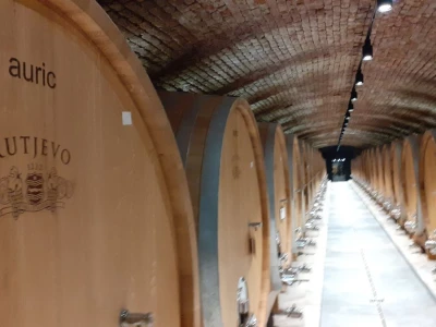 Vinarija Kutjevo - berba grožđa