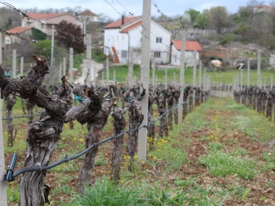 Vinarija Marijanović, Služanj