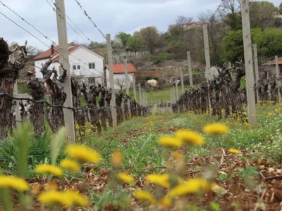 Vinarija Marijanović, Služanj