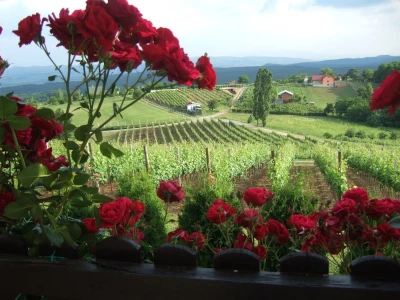 Vinarija Markota