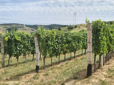 Vinarija Šijački